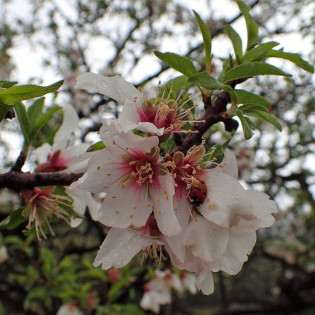 Migdał jadalny Prunus dulcis