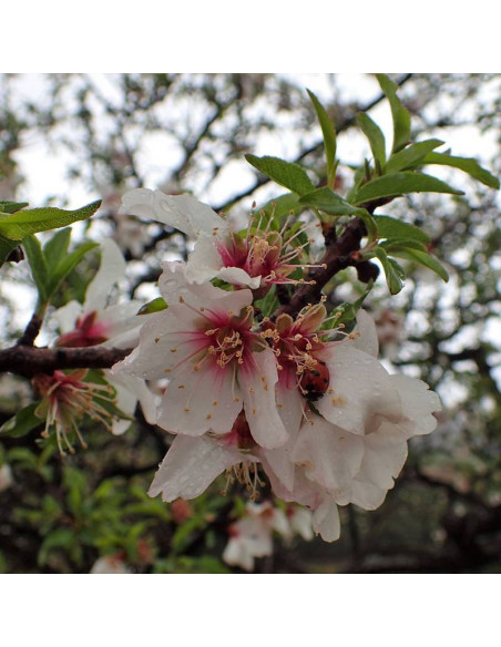 Migdał jadalny Prunus dulcis