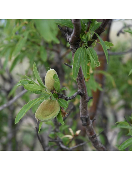 Migdałowiec zwyczajny Fragilis Amygdalus communis