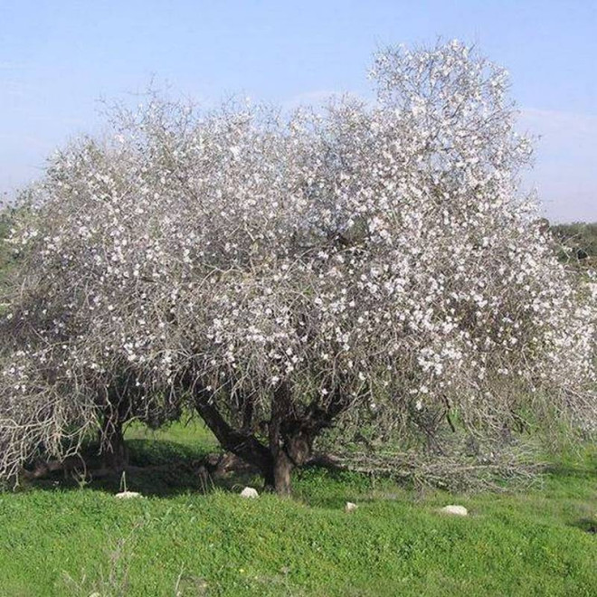 Fragilis Amygdalus communis Migdałowiec zwyczajny
