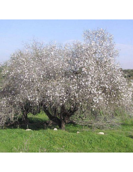 Fragilis Amygdalus communis Migdałowiec zwyczajny