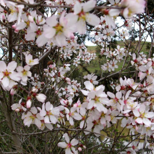 Migdałowiec zwyczajny Amygdalus communis Fragilis