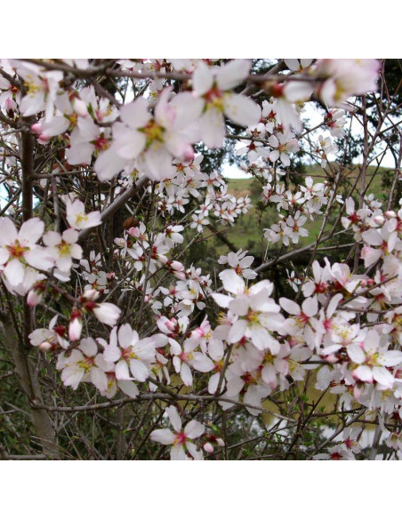 Migdałowiec zwyczajny Amygdalus communis Fragilis