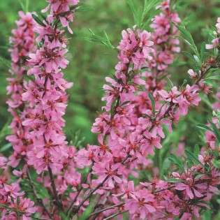karłowy Prunus tenella Migdałowiec