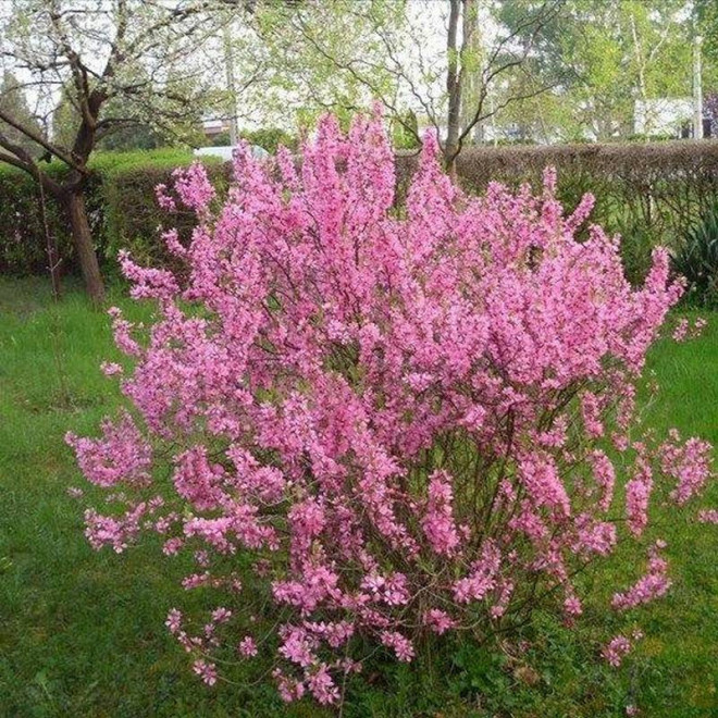 Migdałowiec karłowy Prunus tenella