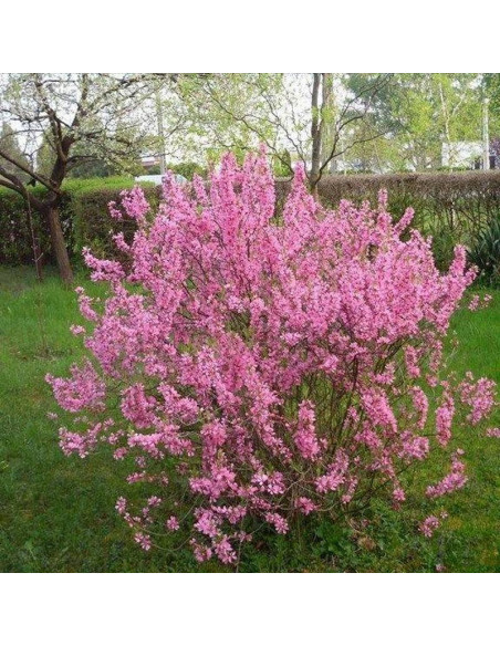 Migdałowiec karłowy Prunus tenella