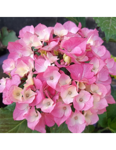 Saxon PBR Schloss Zuschendorf Hortensja ogrodowa Hydrangea macrophylla
