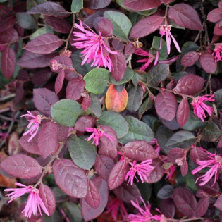 China Pink Loropetalum chinensis Loropetalum chińskie