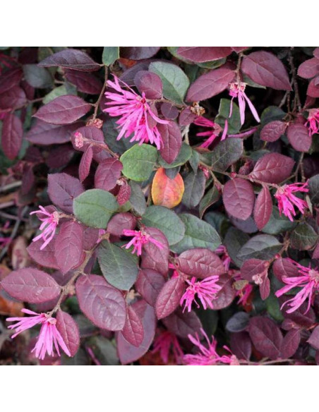 China Pink Loropetalum chinensis Loropetalum chińskie