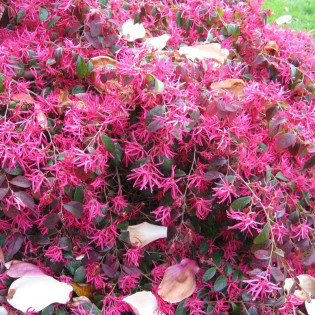 China Pink Loropetalum chinensis Loropetalum chińskie 2