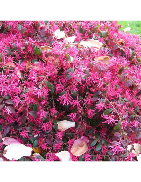Loropetalum chińskie China Pink Loropetalum chinensis