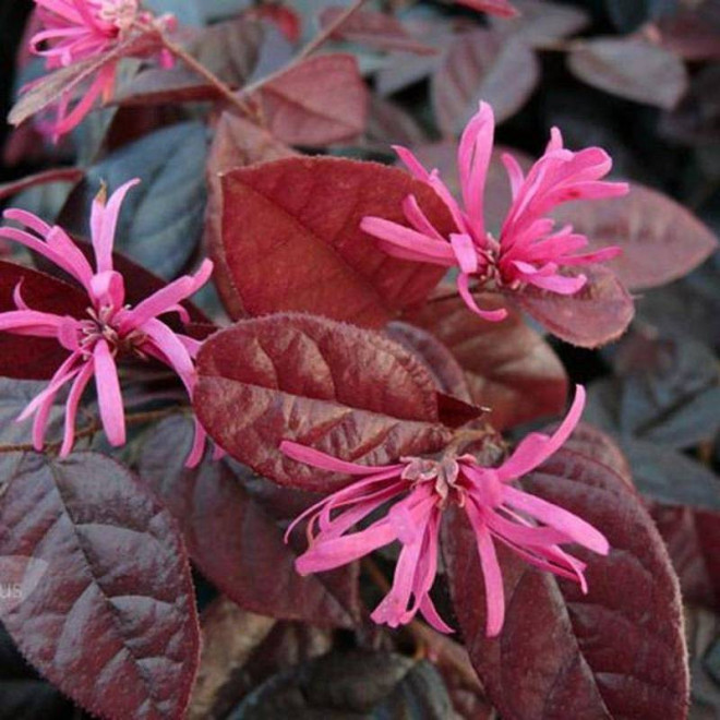 Loropetalum chińskie Loropetalum chinensis China Pink