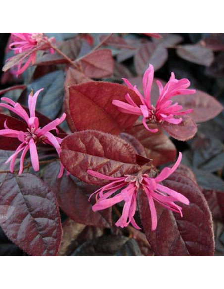 Loropetalum chińskie Loropetalum chinensis China Pink