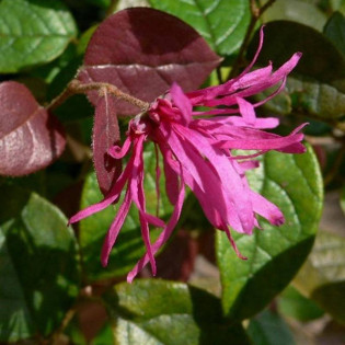 Loropetalum chińskie Ming Dynasty Loropetalum chinense