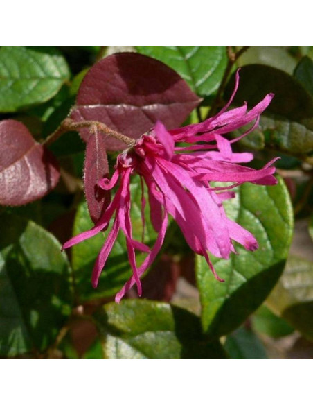 Loropetalum chińskie Ming Dynasty Loropetalum chinense