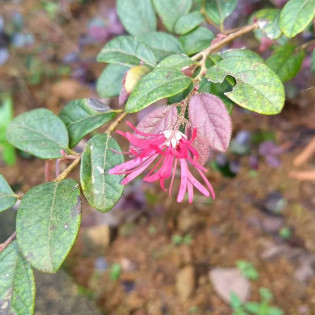Loropetalum chińskie Ming Dynasty Loropetalum chinense 2