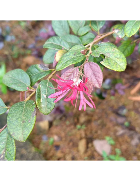 Ming Dynasty Loropetalum chinense Loropetalum chińskie