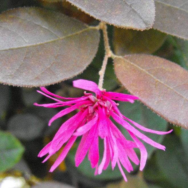 Loropetalum chińskie Loropetalum chinense Ming Dynasty