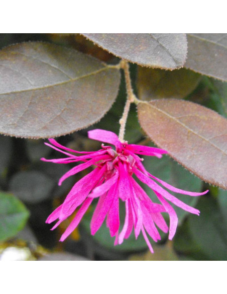 Loropetalum chińskie Loropetalum chinense Ming Dynasty