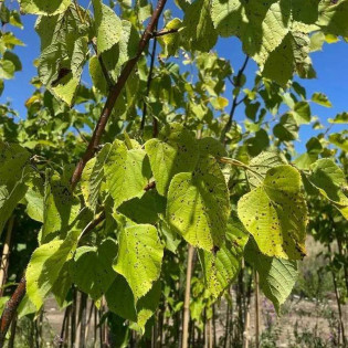 Lipa szerokolistna Zelzate Tilia platyphyllos