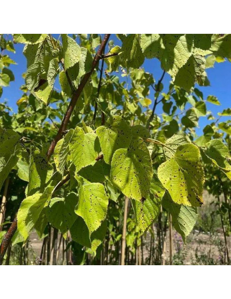 Lipa szerokolistna Zelzate Tilia platyphyllos
