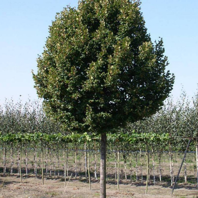 Zelzate Tilia platyphyllos Lipa szerokolistna