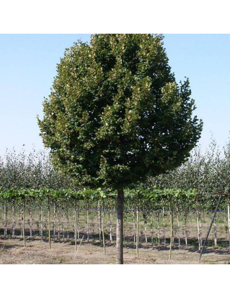 Zelzate Tilia platyphyllos Lipa szerokolistna