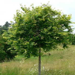 Lipa szerokolistna Pannonia Tilia platyphyllos