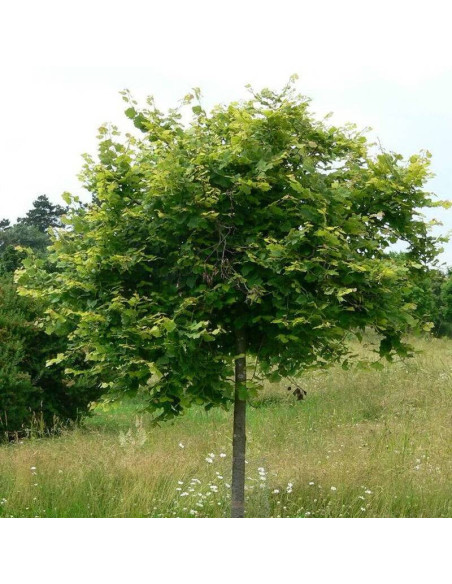 Lipa szerokolistna Pannonia Tilia platyphyllos
