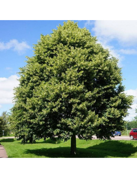 Pannonia Tilia platyphyllos Lipa szerokolistna
