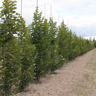 Lipa szerokolistna Tilia platyphyllos Fastigiata 2