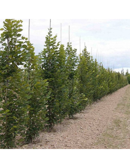 Lipa szerokolistna Fastigiata Tilia platyphyllos