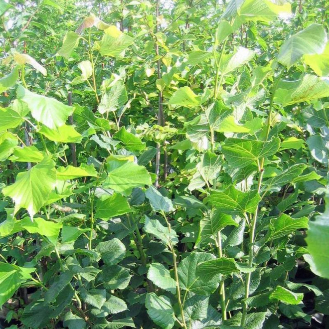 Fastigiata Tilia platyphyllos Lipa szerokolistna