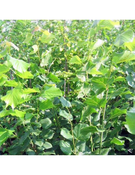 Fastigiata Tilia platyphyllos Lipa szerokolistna