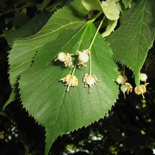 Lipa szerokolistna Tilia platyphyllos Fastigiata