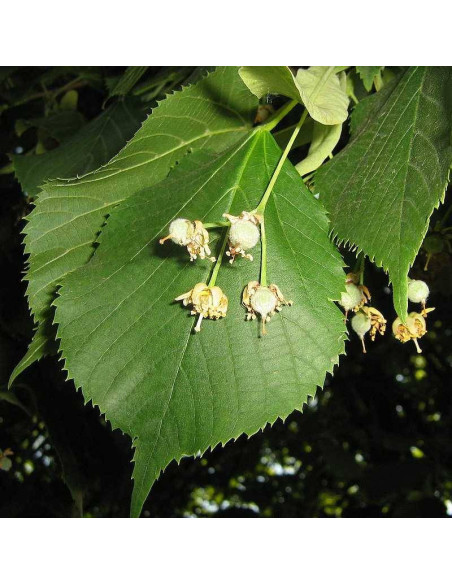 Lipa szerokolistna Tilia platyphyllos Fastigiata