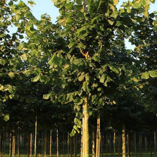 Tilia platyphyllos Lipa szerokolistna 2