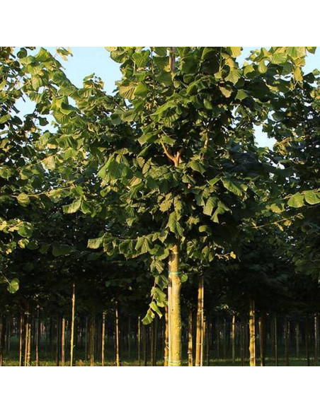 Lipa szerokolistna Tilia platyphyllos