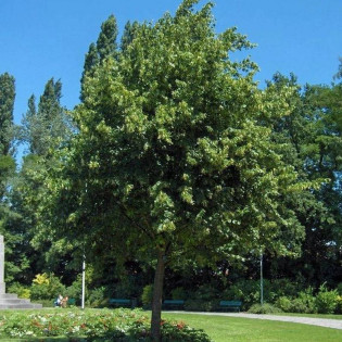 Tilia platyphyllos Lipa szerokolistna