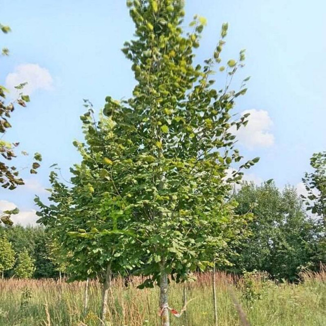 Lipa szerokolistna Tilia platyphyllos