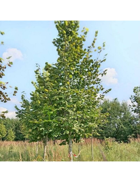 Lipa szerokolistna Tilia platyphyllos