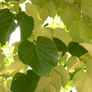 Lipa srebrzysta Szeleste Tilia tomentosa