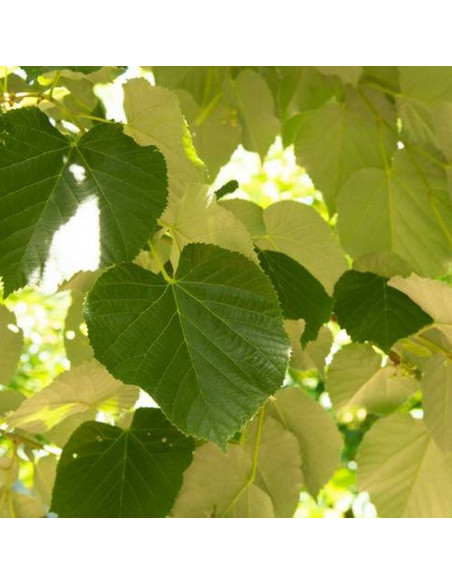 Lipa srebrzysta Szeleste Tilia tomentosa