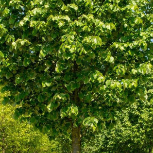 Lipa srebrzysta Szeleste Tilia tomentosa 2