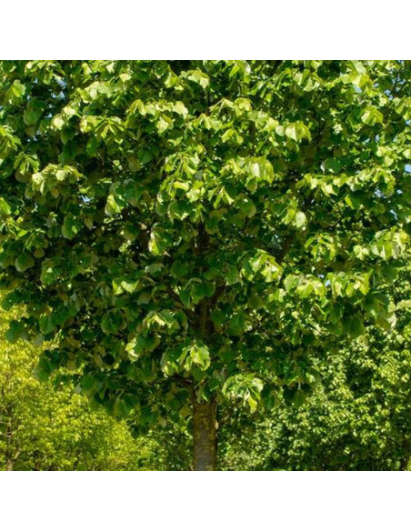 Szeleste Tilia tomentosa Lipa srebrzysta