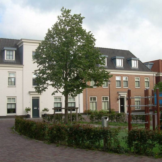 Lipa srebrzysta Tilia tomentosa Szeleste