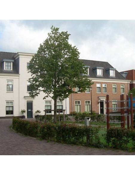 Lipa srebrzysta Tilia tomentosa Szeleste