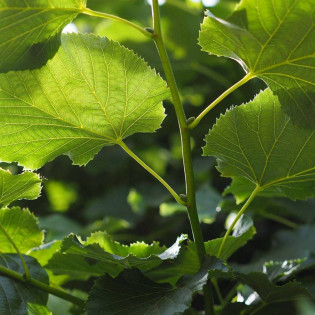 Lipa srebrzysta Tilia tomentosa Varsaviensis