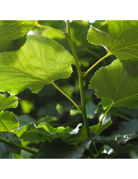 Lipa srebrzysta Tilia tomentosa Varsaviensis