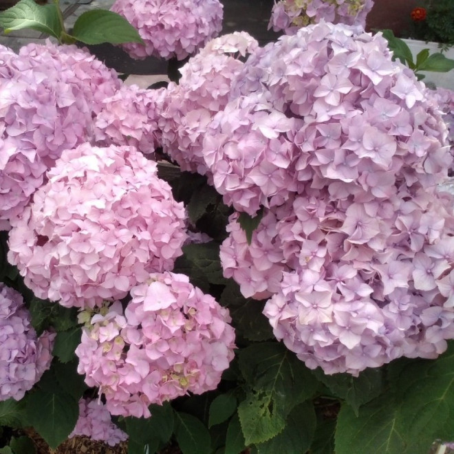 Hortensja ogrodowa Semperflorens Hydrangea macrophylla